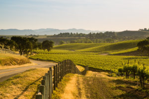 Vineyard countryside in California