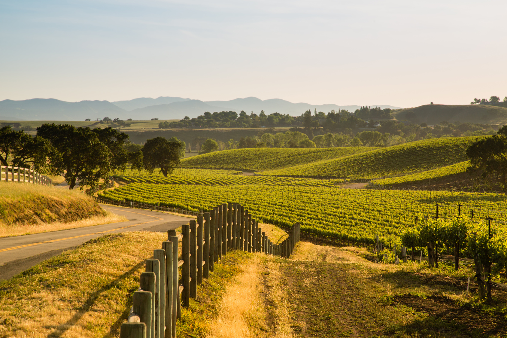 Vineyard countryside in California