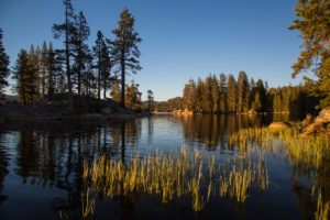 forest near sierra mountains